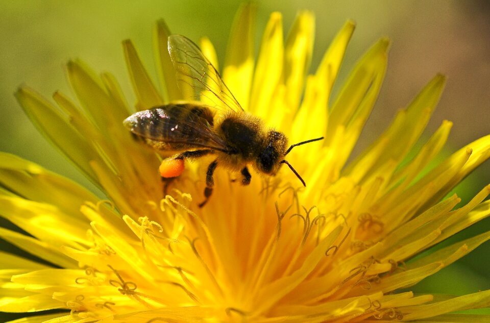 Pollination close up dandelion
