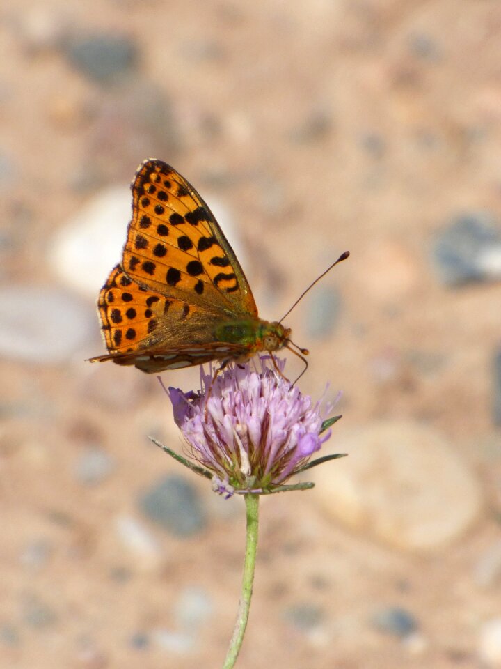 Libar damero knapweed melitaea phoebe
