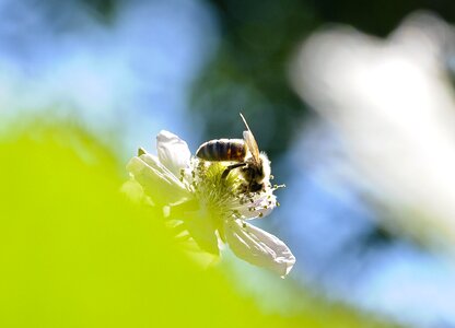 Sprinkle insect blackberry