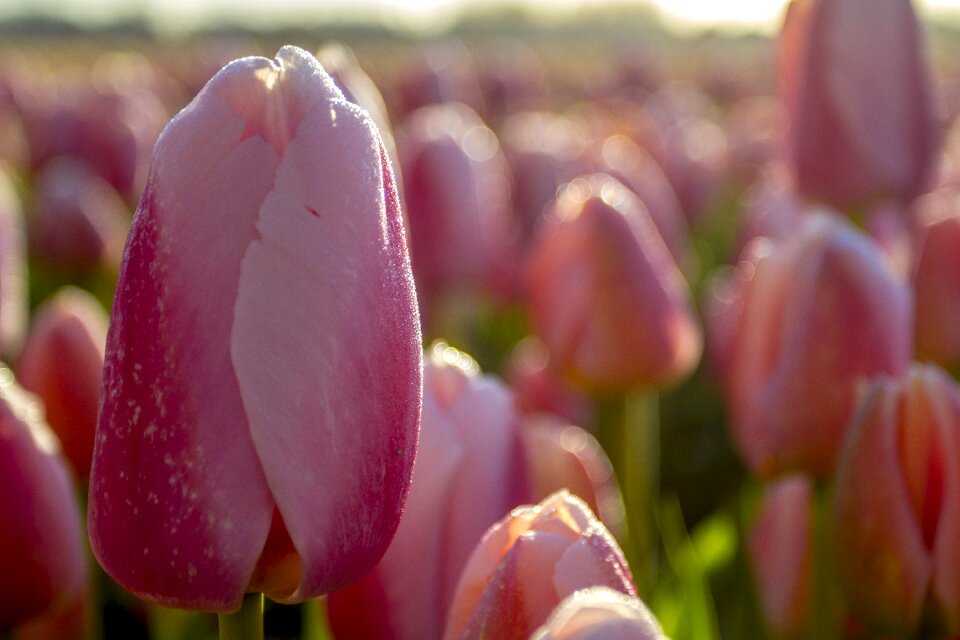 Morning lisse bulb fields photo