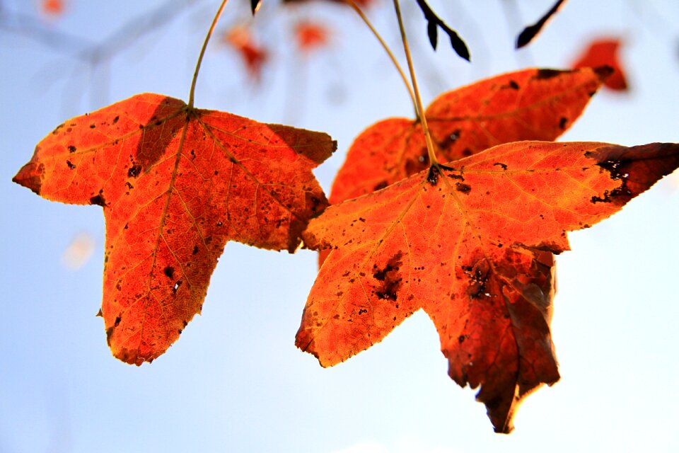 Autumn vertical only light transmittance
