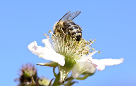 Flowers honey bees blackberry photo