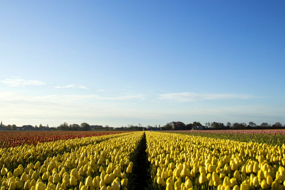 Morning lisse bulb fields photo