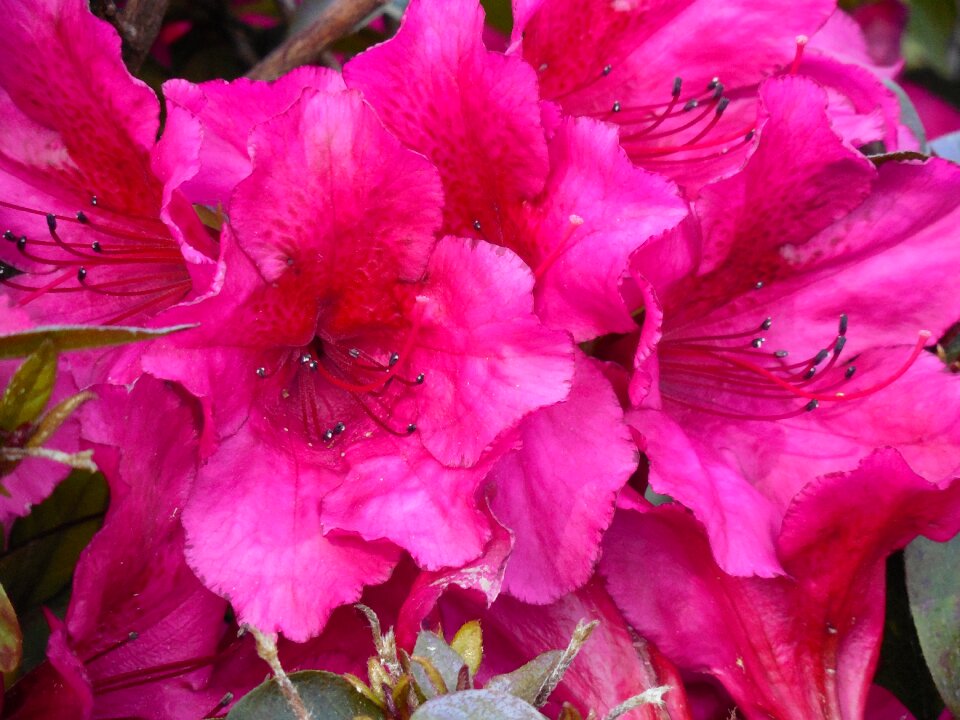 Blooming nature blossom