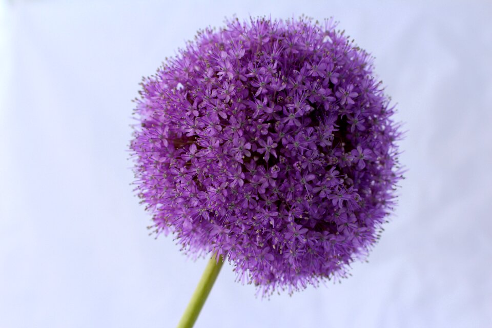 Flower close up blossom photo