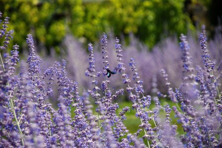 Lavender garden insect