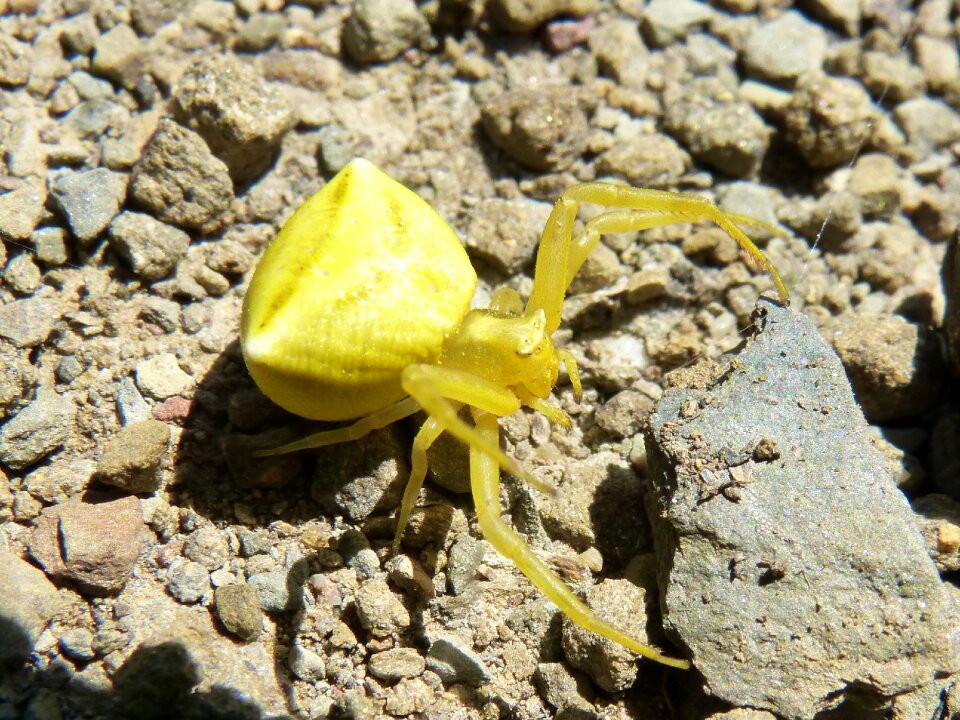 Spider crab spider arachnid