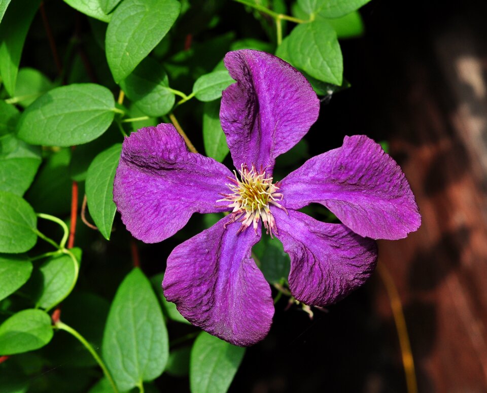 Violet garden plants