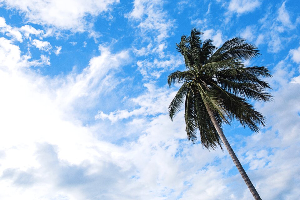 Outdoors palm tree sky