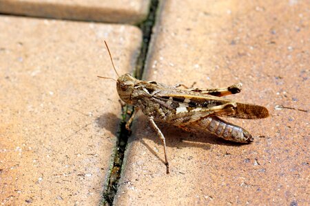 Insects bug nature