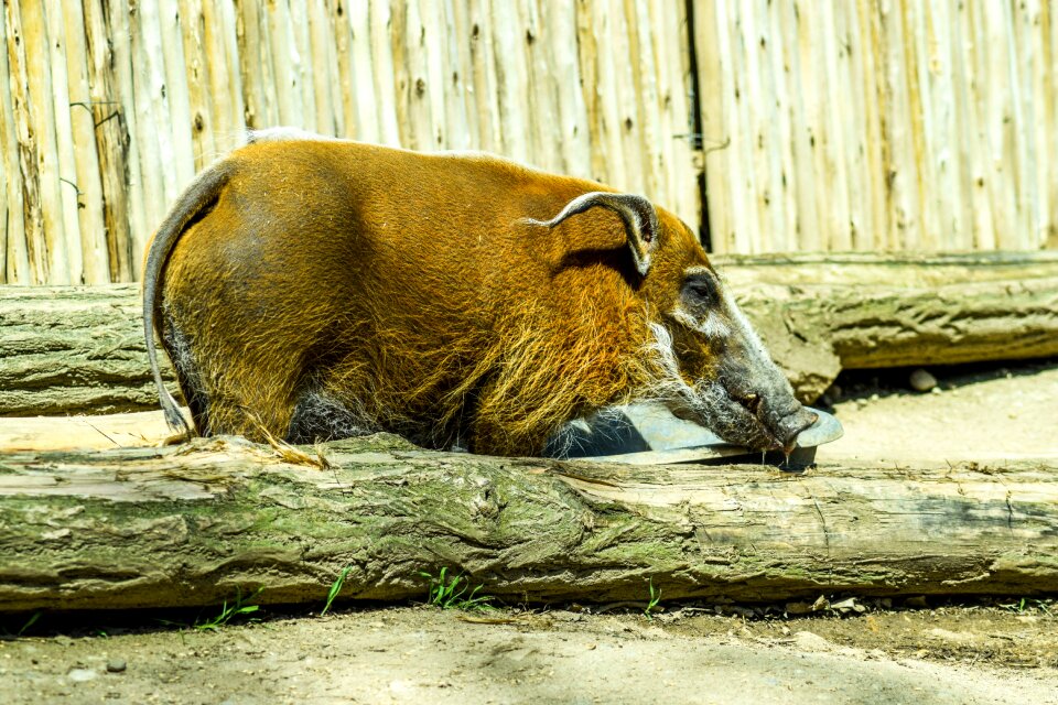 Animals visit holiday