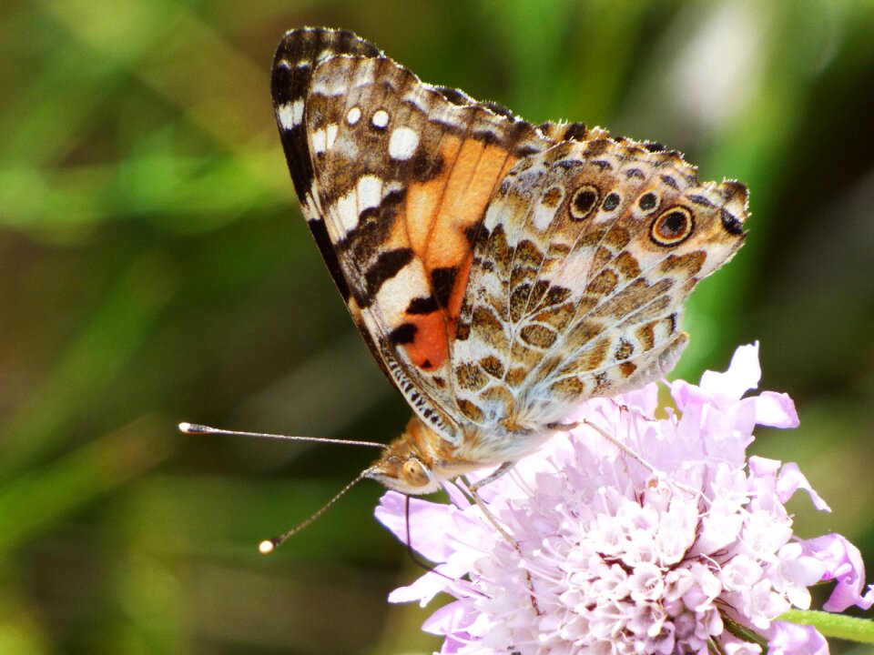 Vanessa cardui vanesa from thistles migrating dels cards