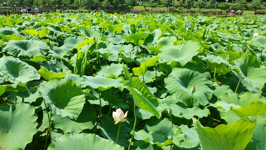 Lotus pond Free photos