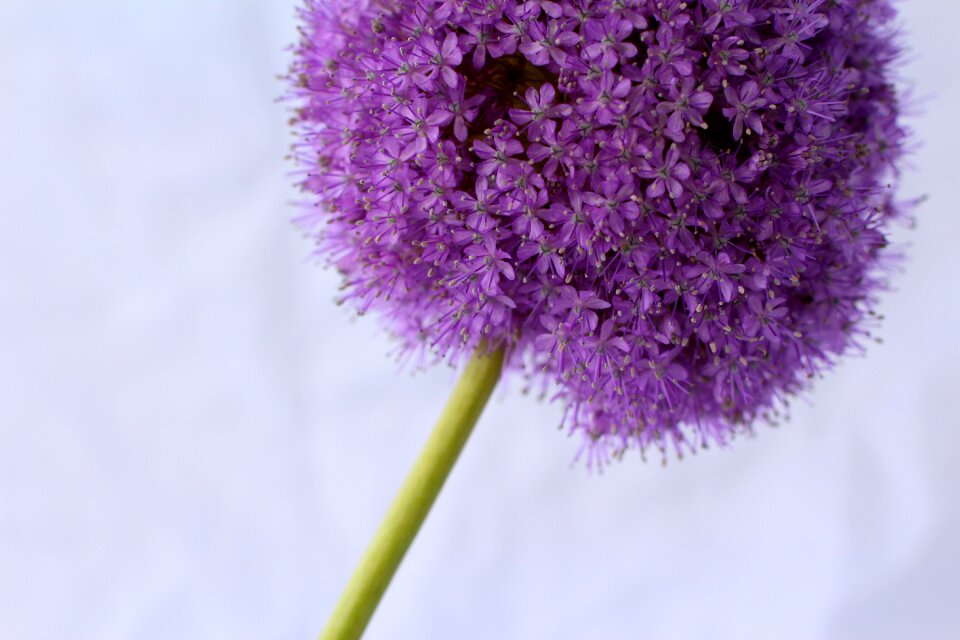 Flower close up blossom photo