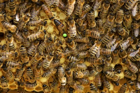 Honeycomb beekeeping queen photo