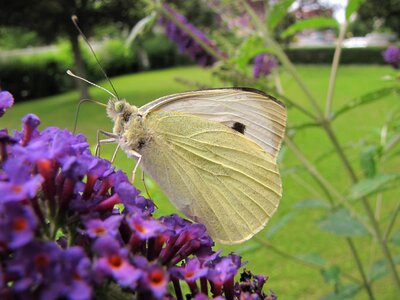 Flower flater butterfly photo