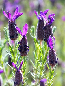 Lavender flower backlight lavandula officinalis