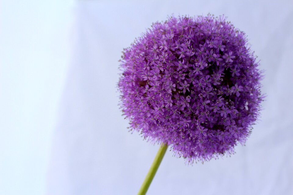 Flower close up blossom photo