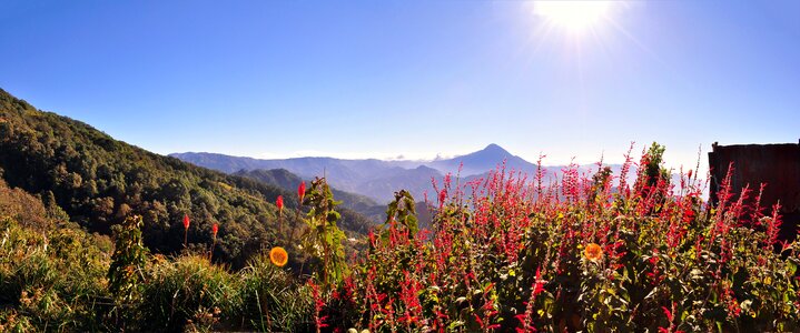 Flowers field height