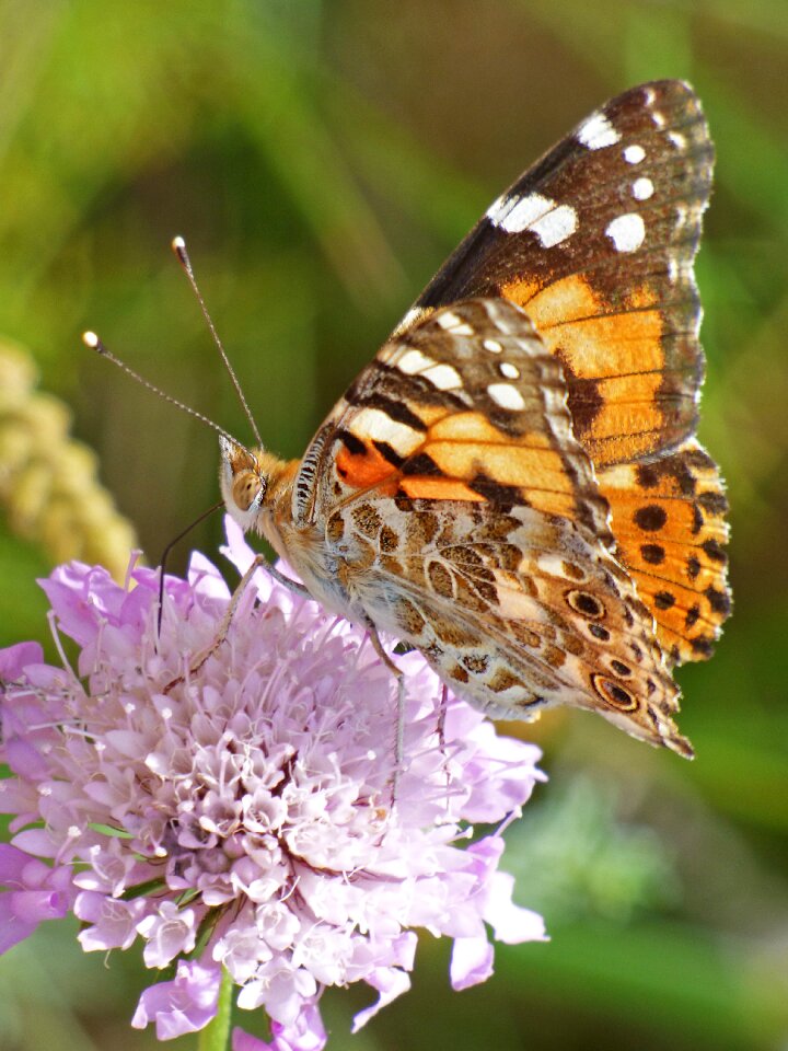 Vanessa cardui vanesa from thistles migrating dels cards