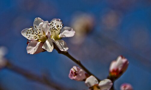 Boring shooting white blossom