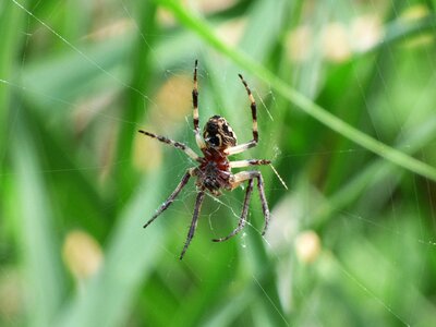 Web wetland predator photo