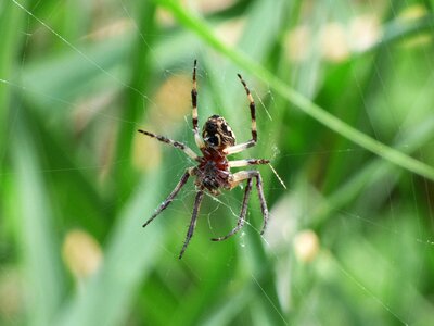 Web wetland predator