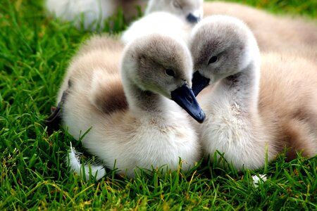 Lake water grass
