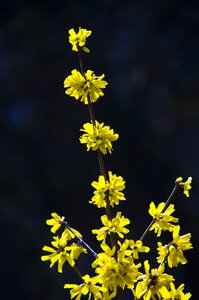 Flowers yellow blossom