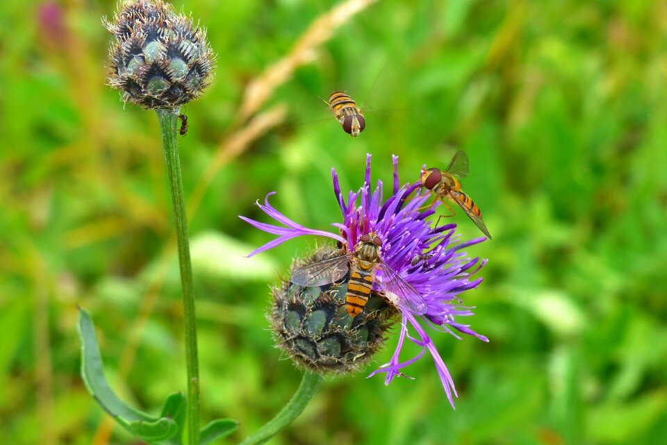 Fly hoverfly episyrphus balteatus