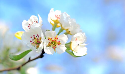 Blossom bloom branch