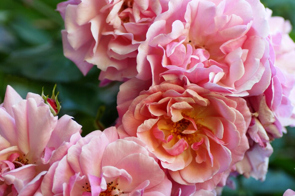 Rosebush rose flower garden