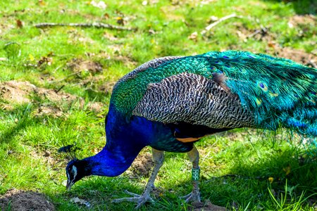 Animals visit holiday