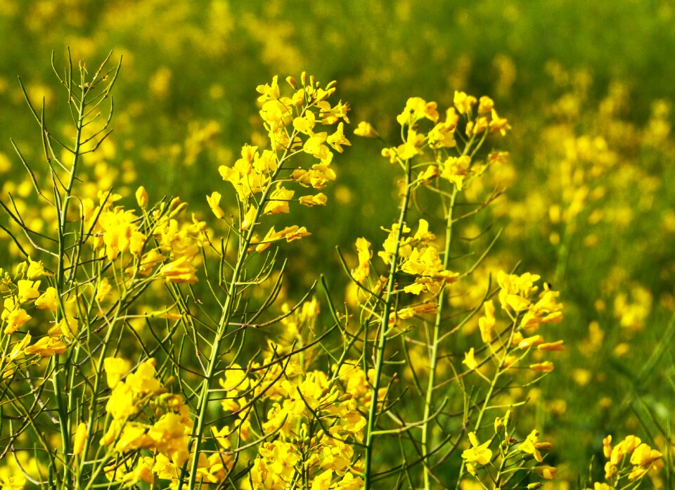 Inflorescence field of rapeseeds agriculture