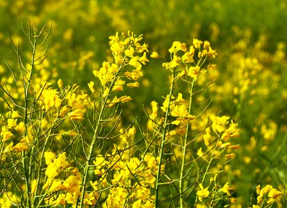Inflorescence field of rapeseeds agriculture photo
