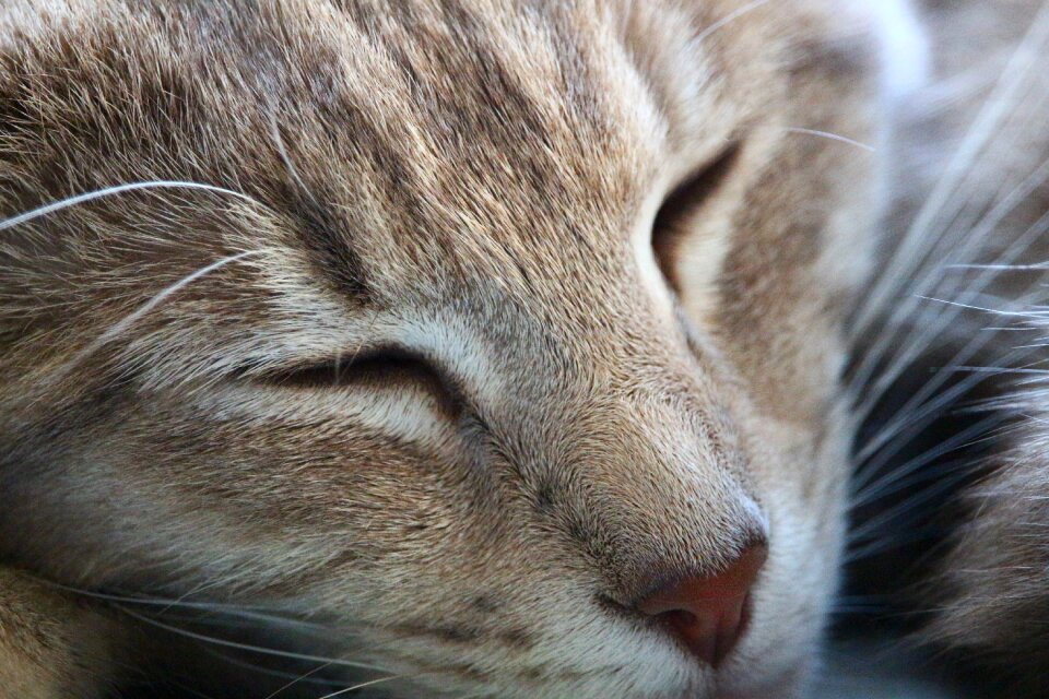 Breed cat sleep tiger cat
