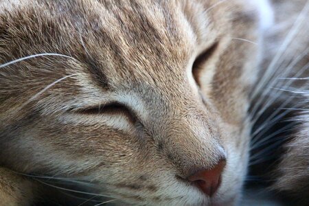 Breed cat sleep tiger cat photo