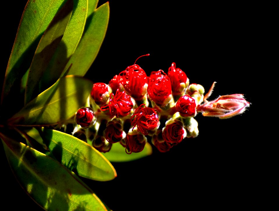 Plant close up nature