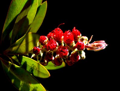 Plant close up nature