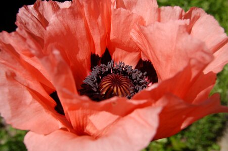 Red flower red flower