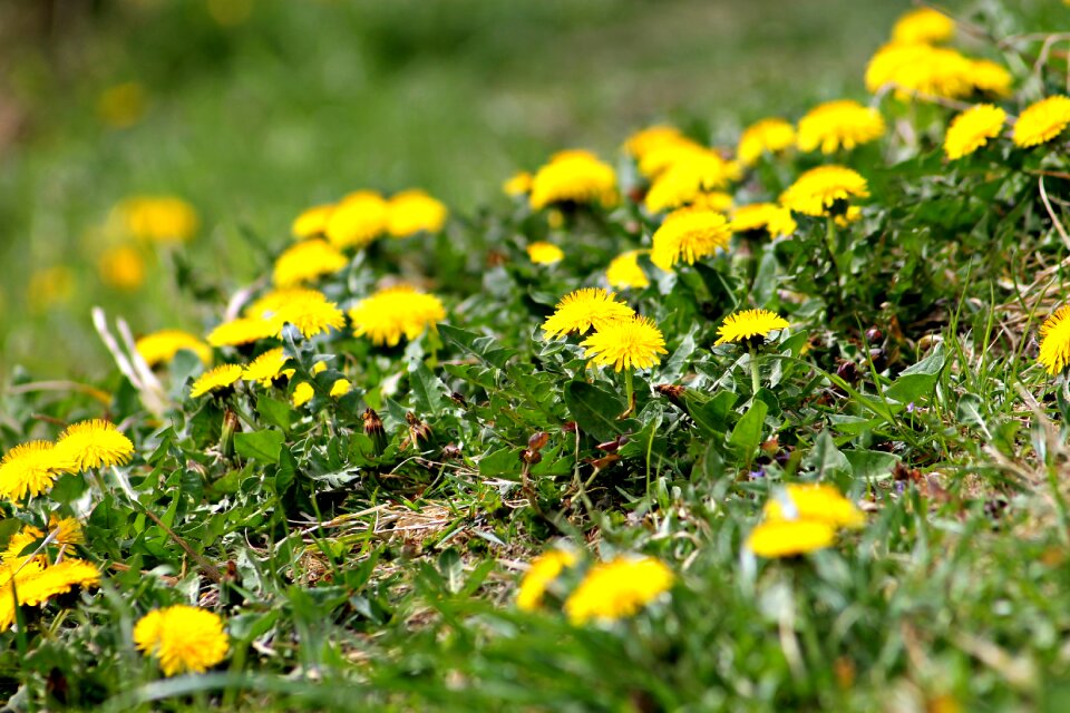 Wild flower nature wildflower