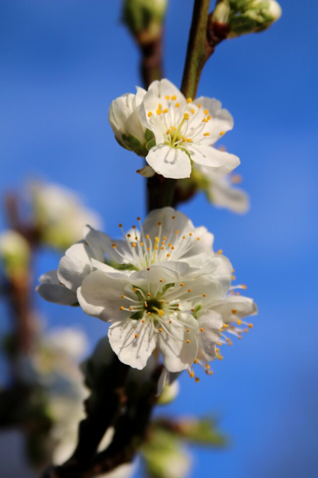 Flora branch blooming