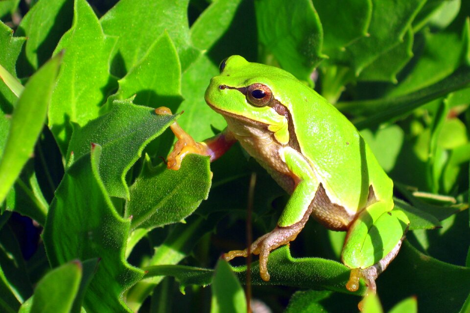 Green frog nature photo