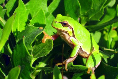 Green frog nature photo