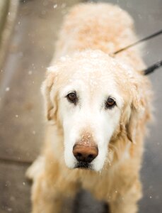 Animal dog pet