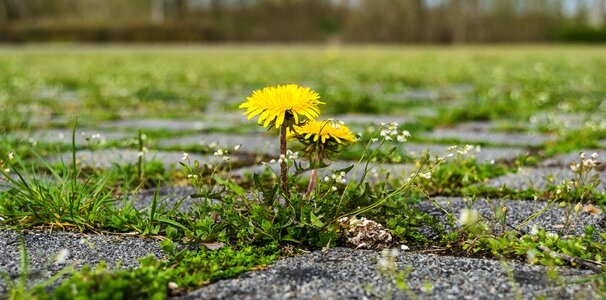 Paving stones flower spring