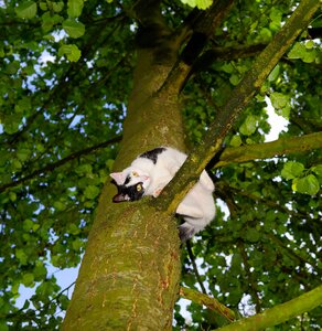 Young cat pet nature