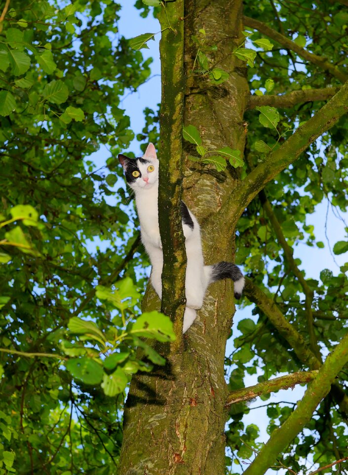Young cat pet nature
