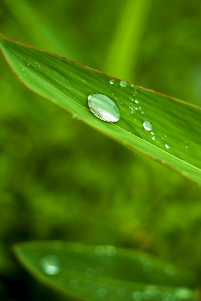 Plant foliage water droplets