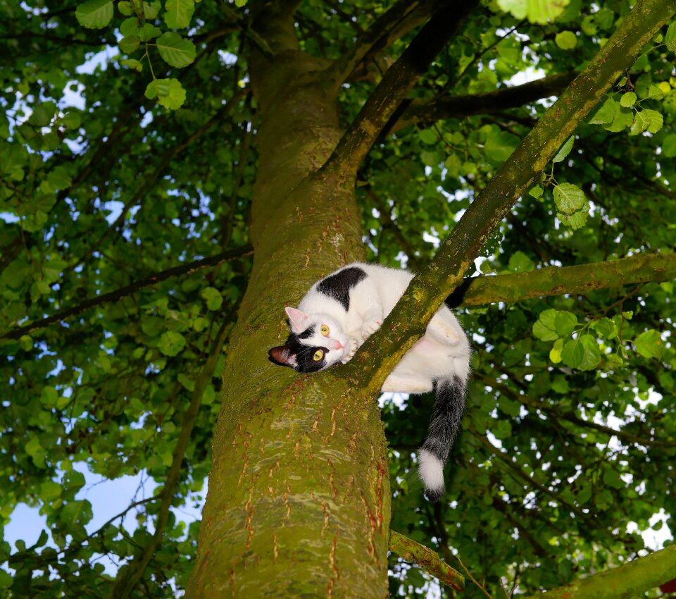 Young cat pet nature